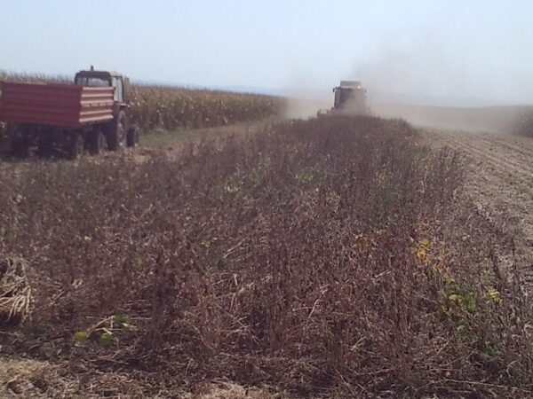 CLAAS Tucano 320 u zetvi soje 2015-09-16 12.20.52