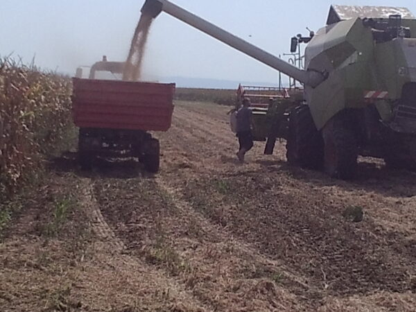 CLAAS Tucano 320 u zetvi soje 2015-09-16 12.29.39