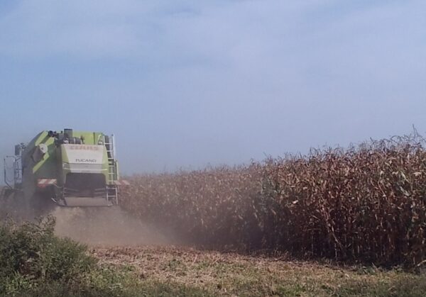 CLAAS Tucano 320 u zetvi soje TUCANO,320,2013,SL.1 JPG